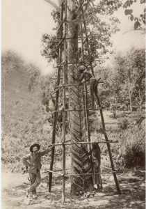 An image of two enslaved workers tapping into a rubber tree. A third person, wearing a suit, leans against a structure holding up the rubber tree and looks at the camera.