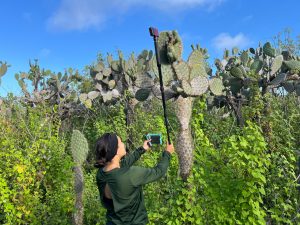 Picture of Lorraine Pérez checking the status of a Darwin’s finch nest (i.e to check whether there were eggs or nestlings) using a camera that is wirelessly connected to a DVR.