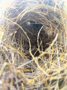 Picture of how the cameras looked inside the nest.